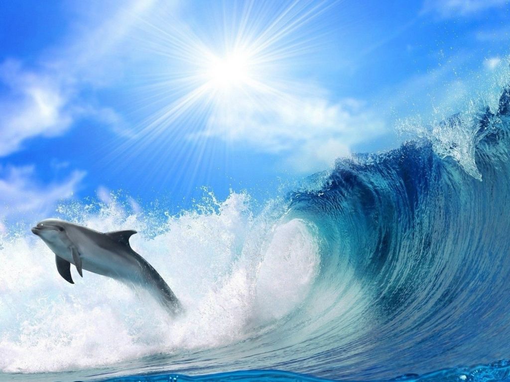Dolphin Sunshine_Shine Jump Sea wallpaper