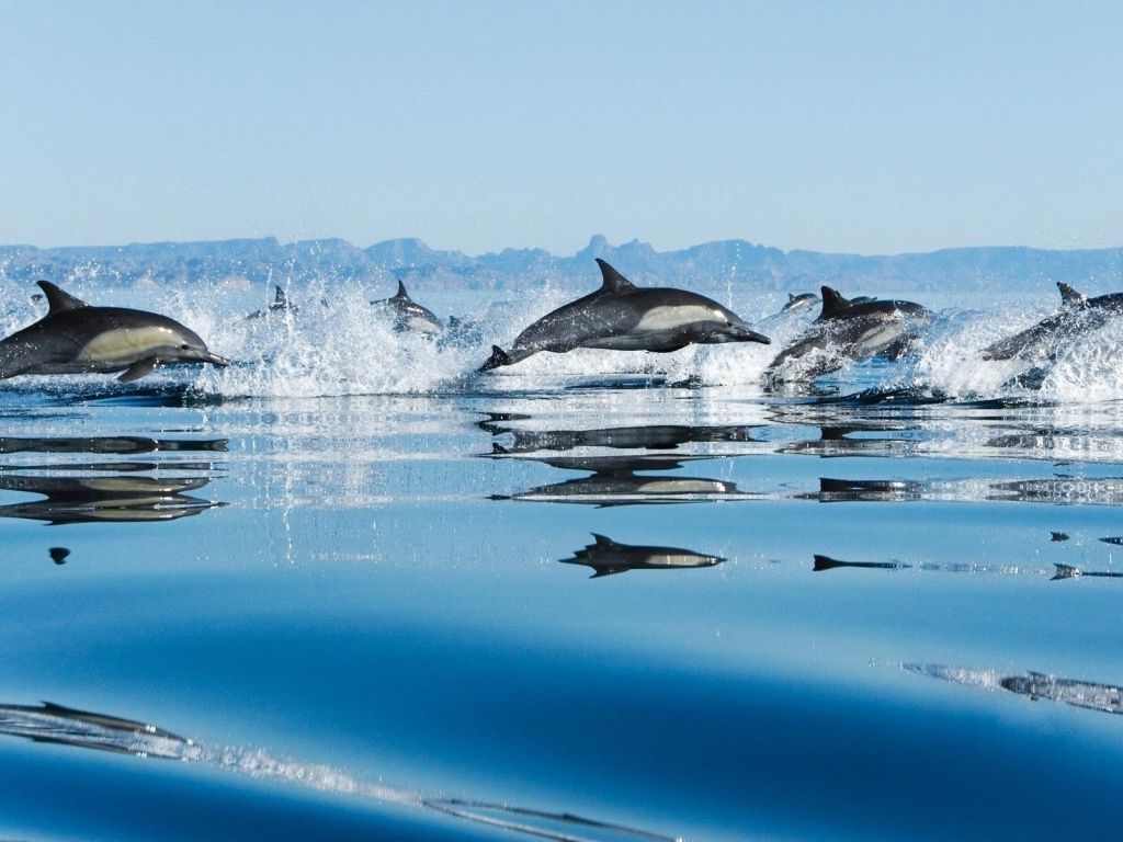 Dolphins in Sea wallpaper