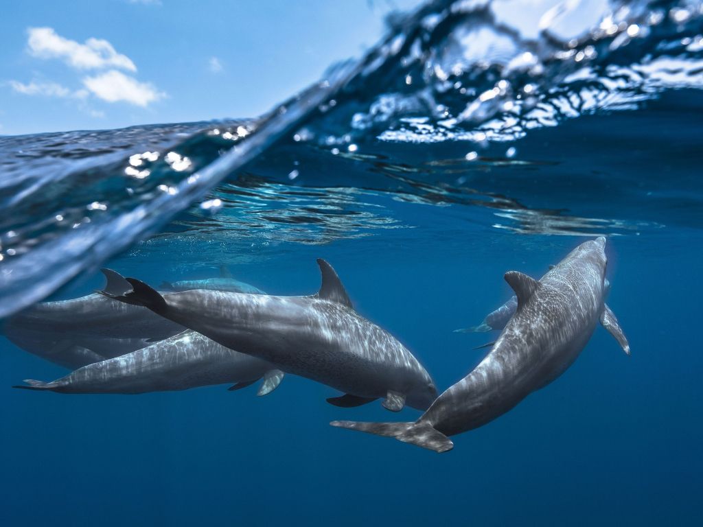 Dolphins Underwater wallpaper