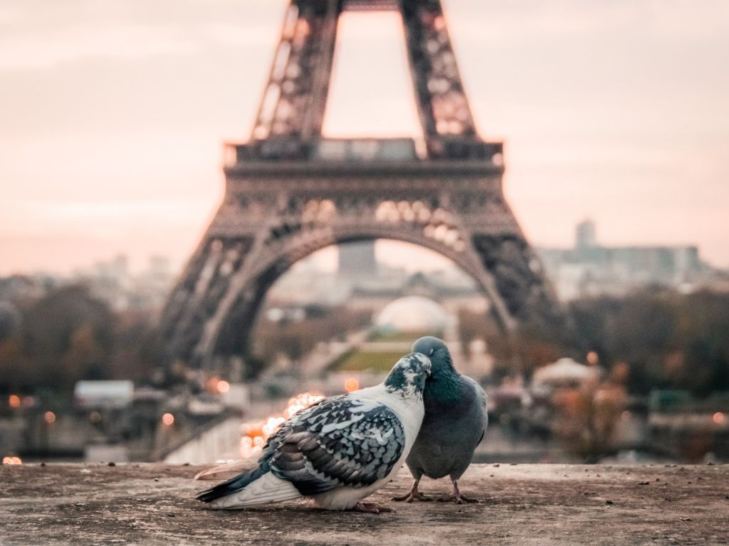 Doves Couple Eiffel Tower wallpaper