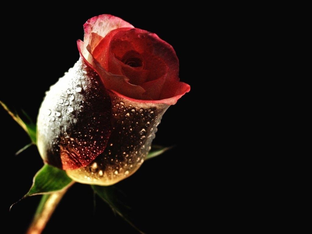 Download Rose Flower Background HD wallpaper