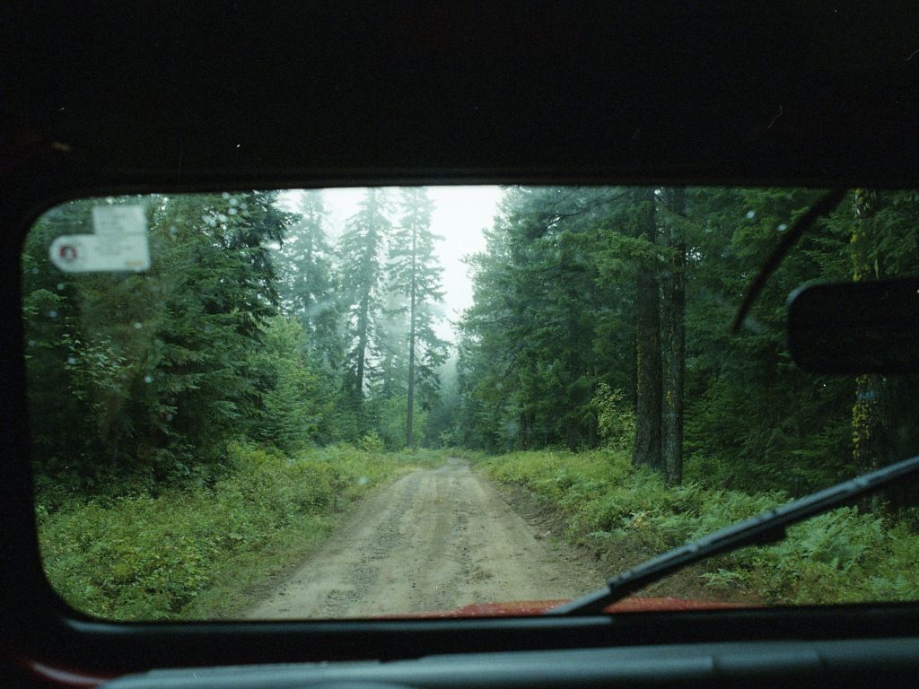 Driving Through the Woods wallpaper
