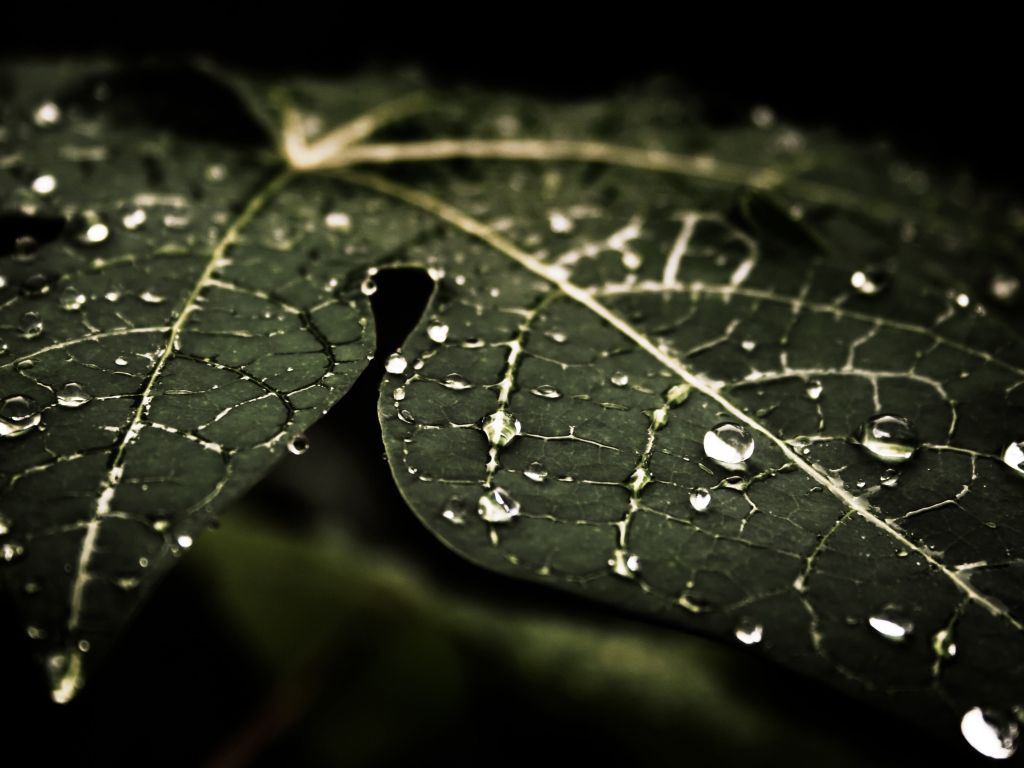 Droplets On Leaves wallpaper