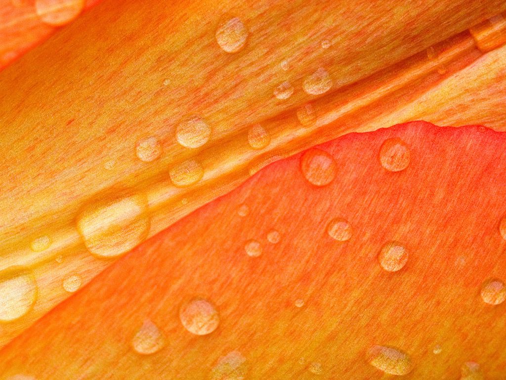 Drops on Flower Petals wallpaper