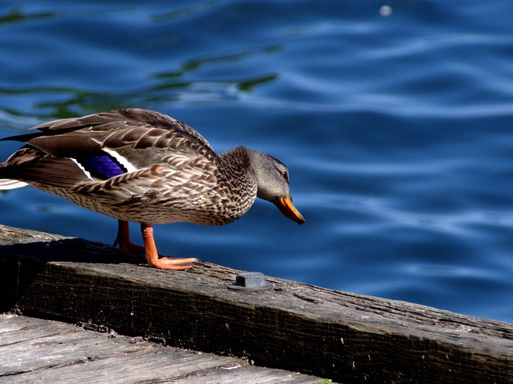 Duck at Queens Quay Near Ferry Dock Toronto wallpaper