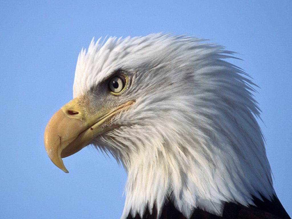 Page 4 of Eagle 4K wallpapers for your desktop or mobile screen