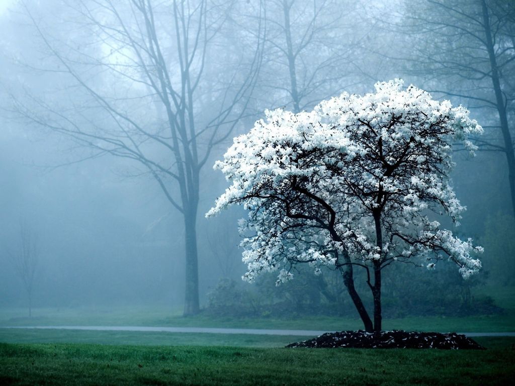 Early Foggy Morning in the Park wallpaper