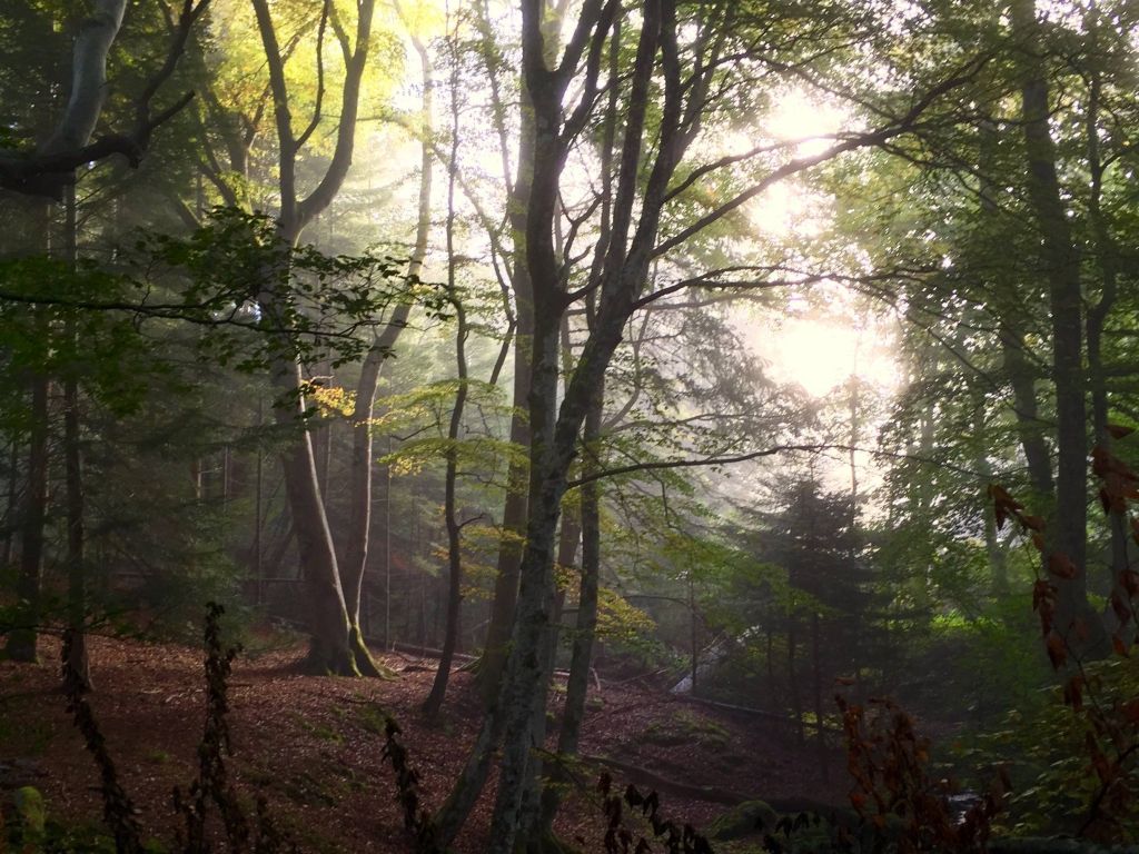 Early Morning Sun Burns off the Mist Amidst This Enchanted Forest in the Scottish Highlands wallpaper
