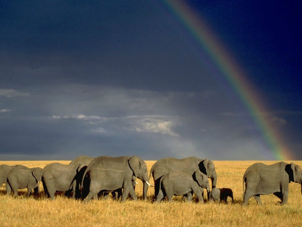 Elephants with rainbow wallpaper