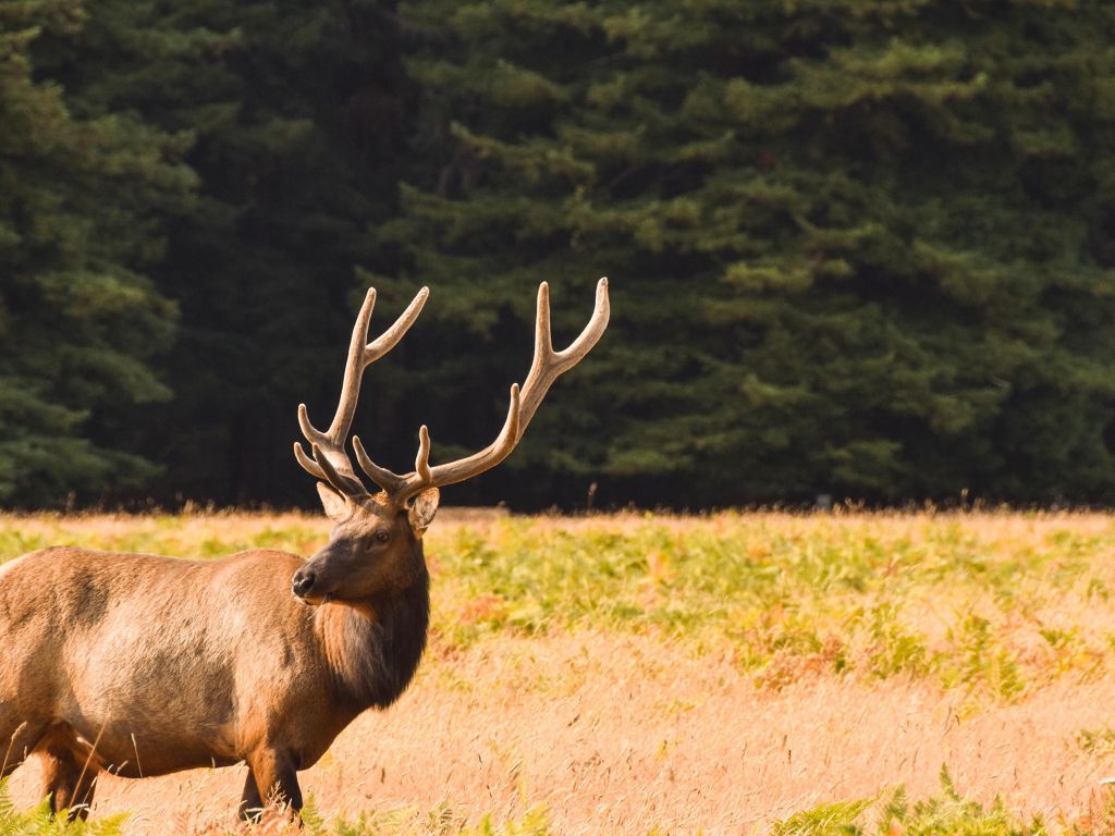 Elk at Redwood National Park wallpaper
