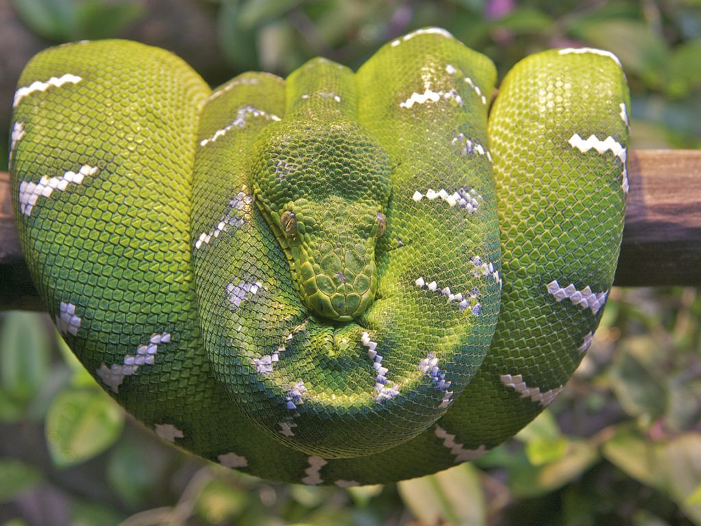 Emerald Tree Boa Snake wallpaper
