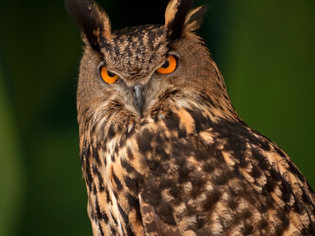 Eurasian Eagle Owl wallpaper