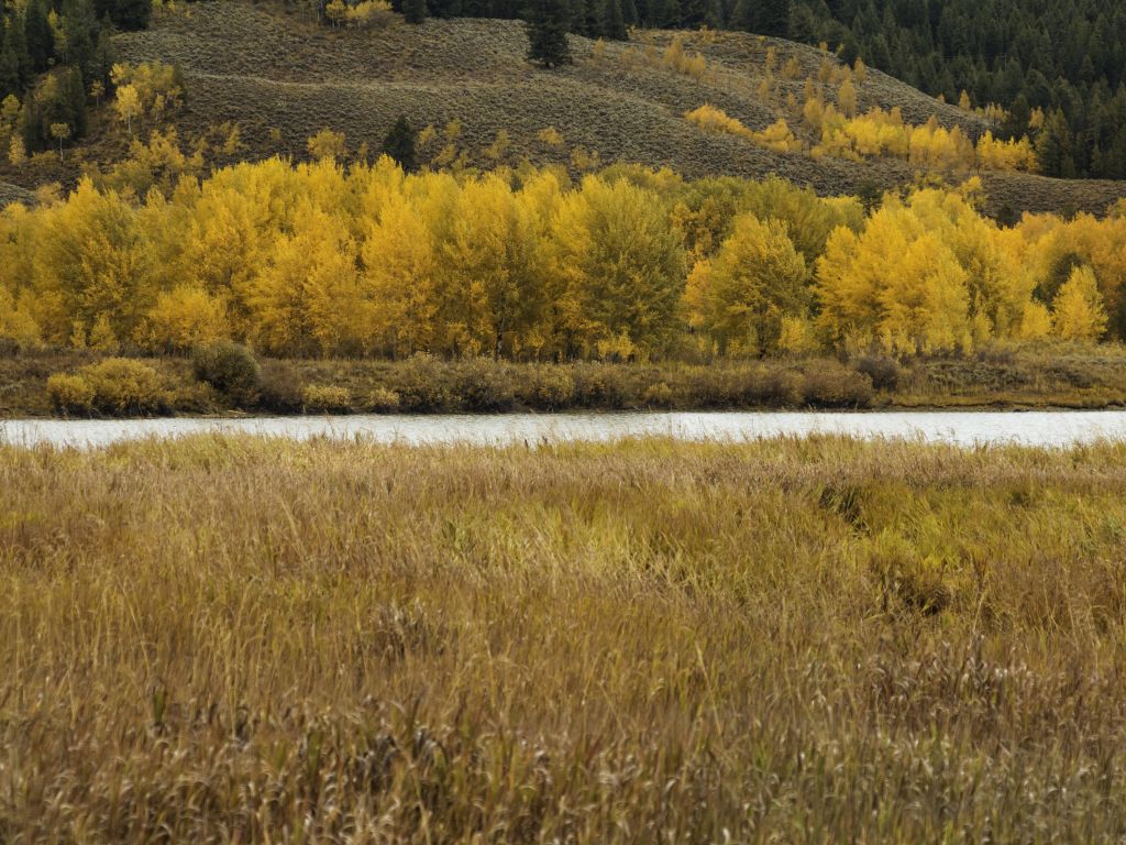 Fall Colors Across Snake River Grand Tetons National Park wallpaper