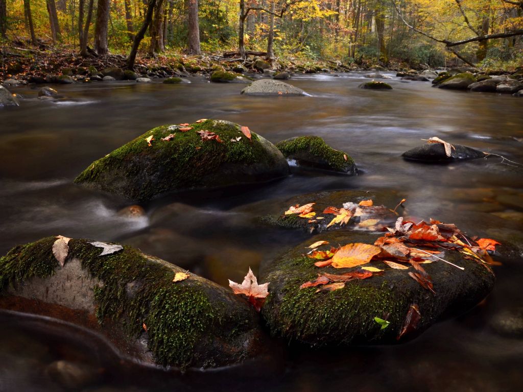 Fall Colors on a Stream Near My House in the Smoky Mountains of Tennessee wallpaper