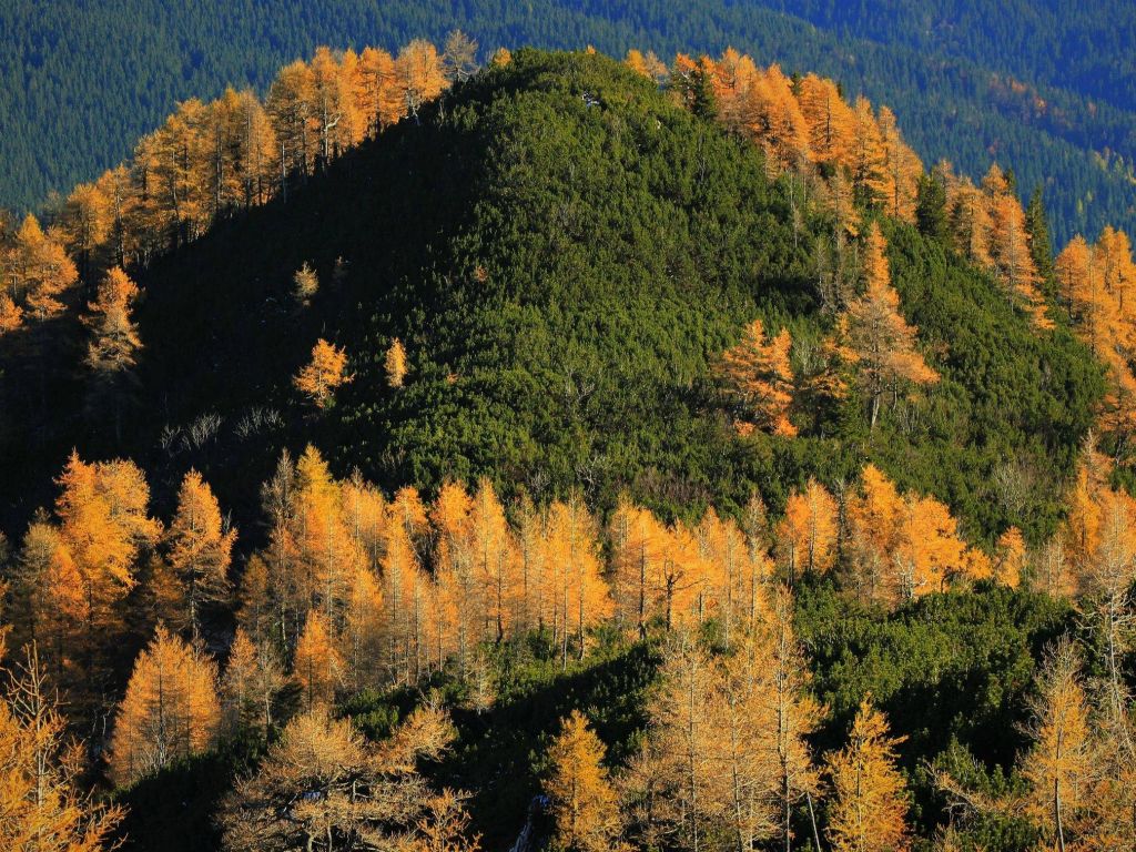 Fall Colours Pokljuka Julian Alps wallpaper