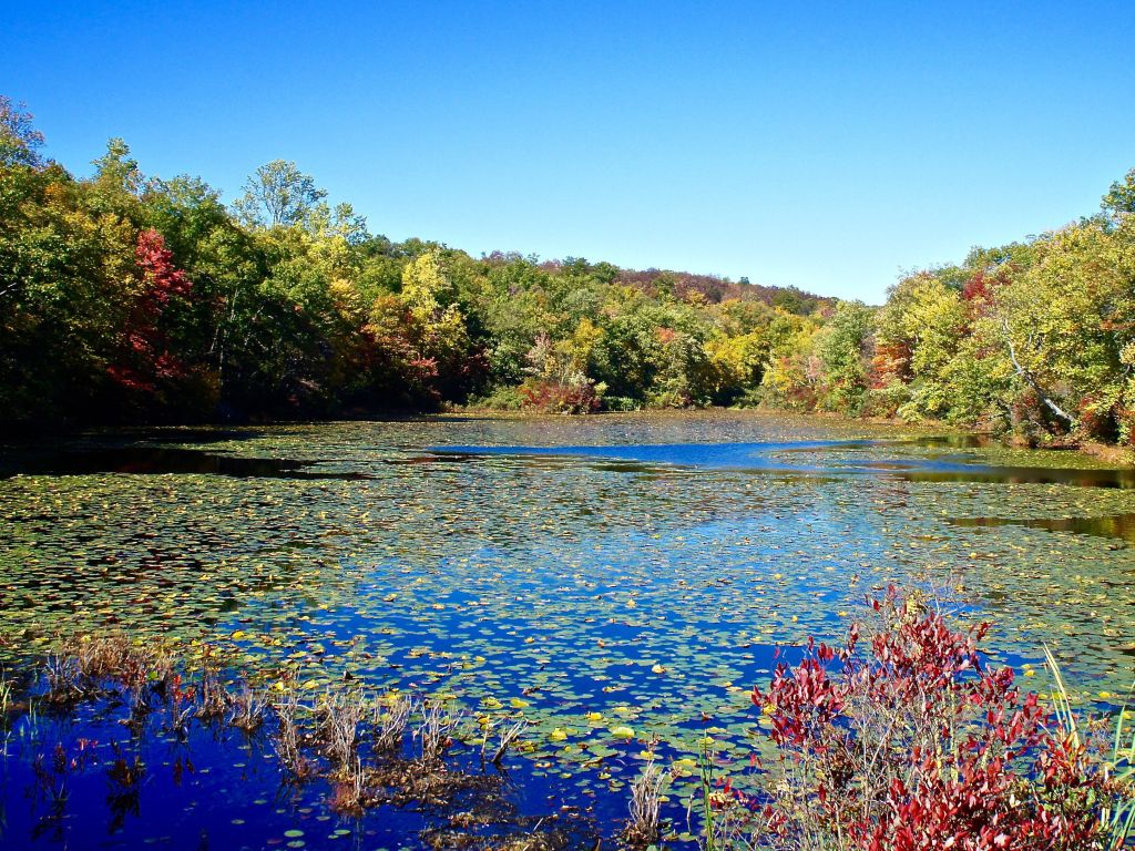 Fall in Ramapo State Park wallpaper