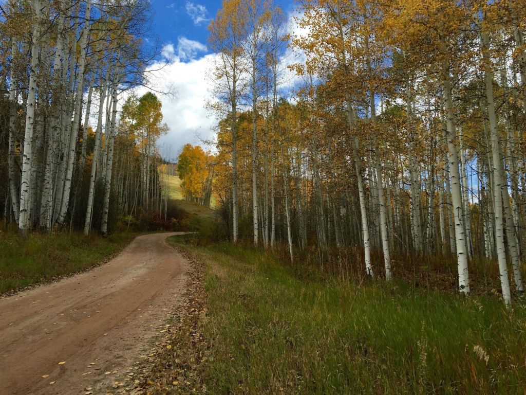 Fall in Vail CO wallpaper