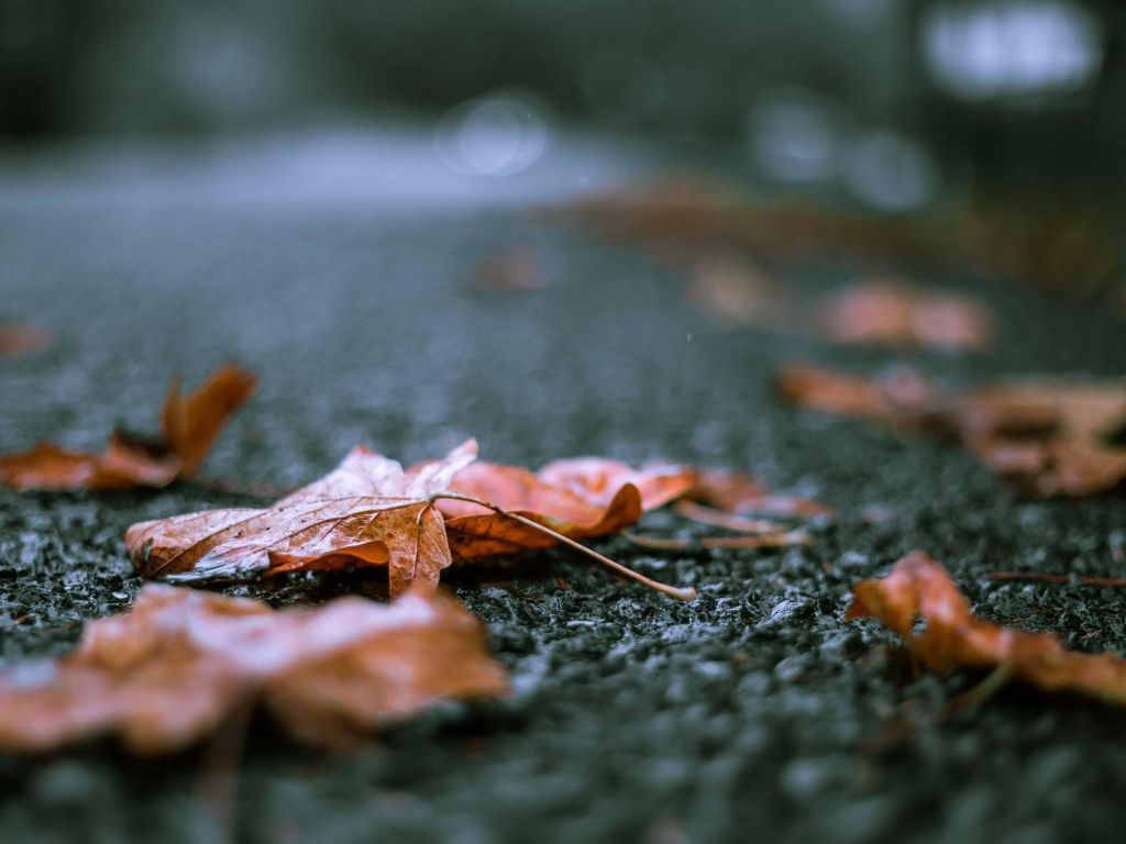 Fall Leaves After the Rain wallpaper