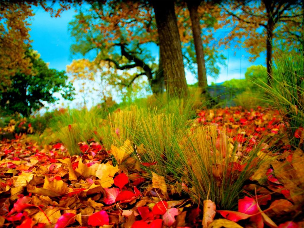 Fall Leaves HD wallpaper