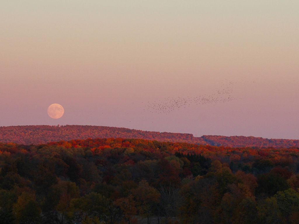 Fall Moon Rise Over the Catskills wallpaper
