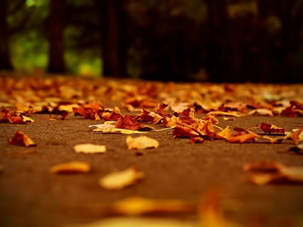 Fall Pictures wallpaper
