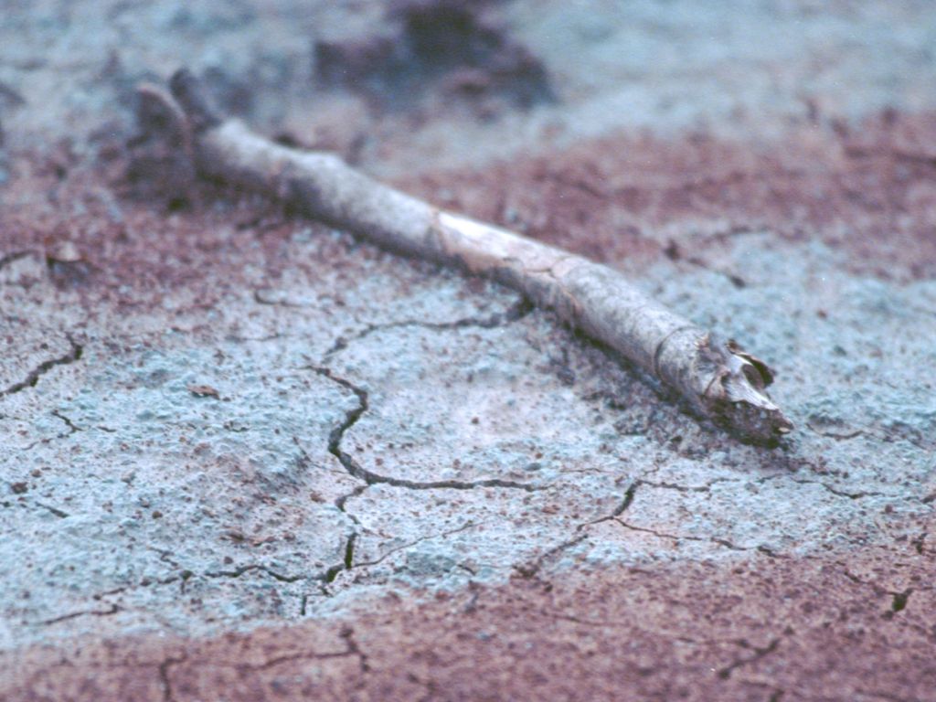 Fallen Log Cheltenham Badlands Ontario Canadashot on Film wallpaper