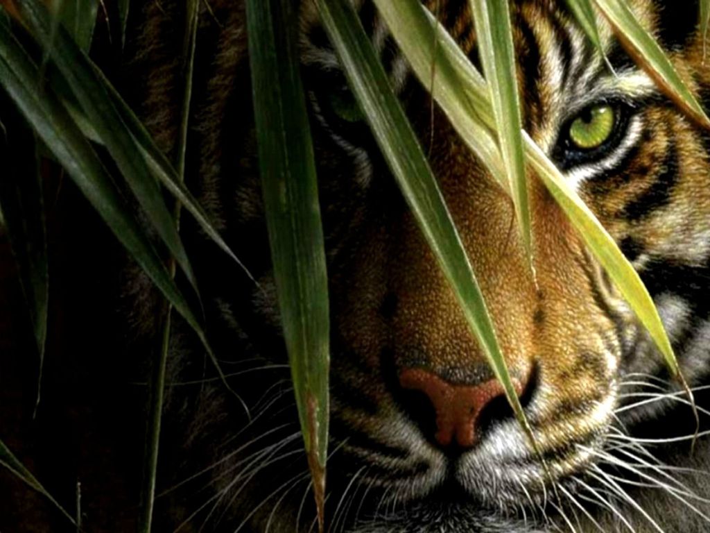 Fantastic Close Look Tiger wallpaper