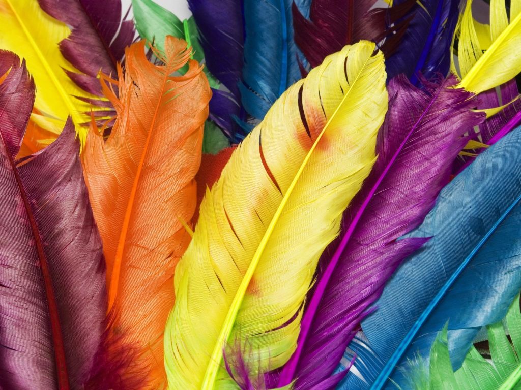 Feathers in Colors wallpaper