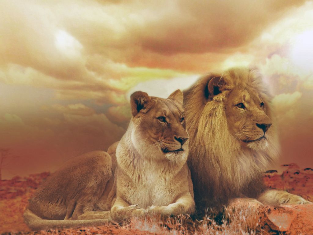 Femle Male Lions wallpaper