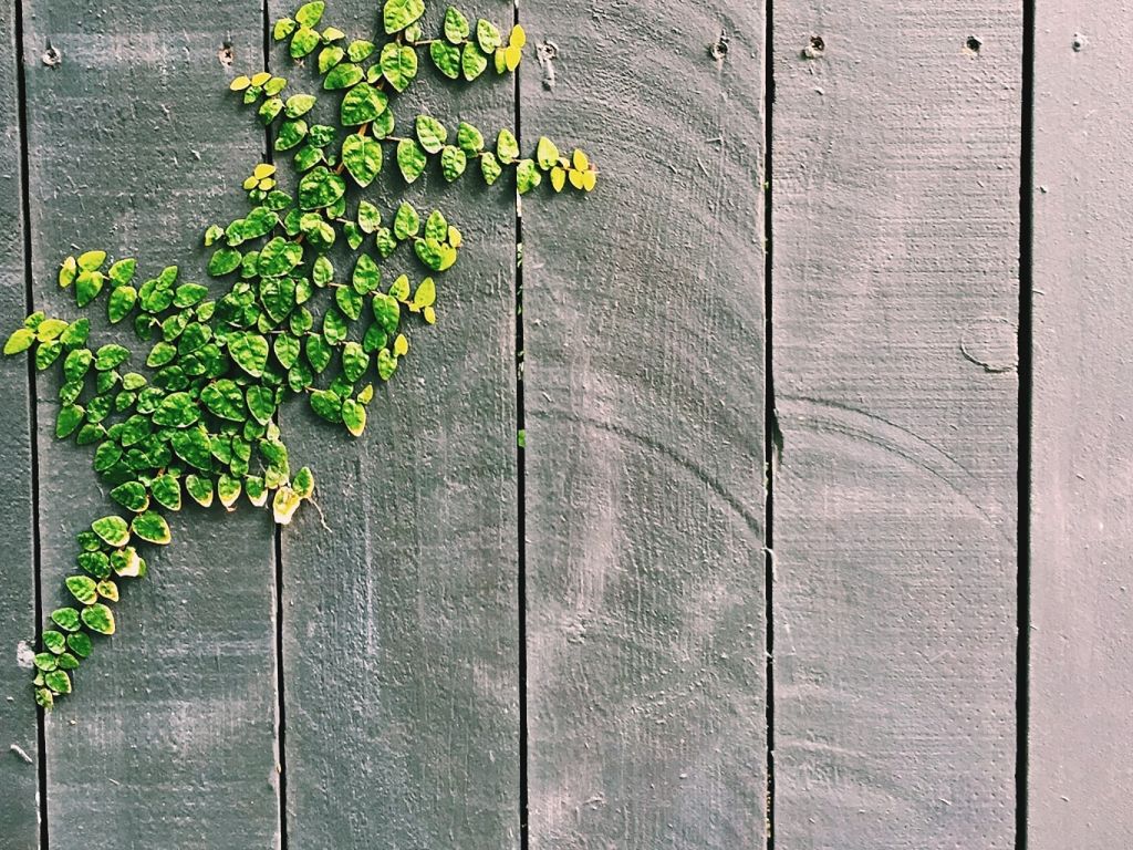 Fences Gray Green Leaves Plants Stripes Wood wallpaper