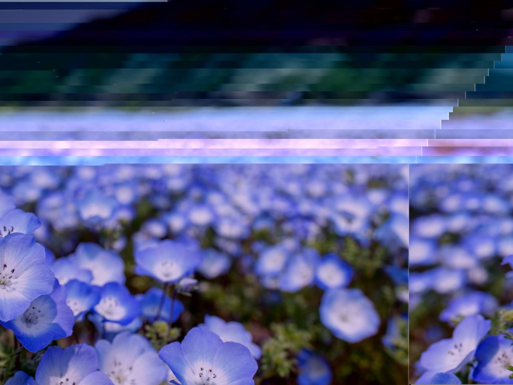 Field of Blue and White Anemone wallpaper