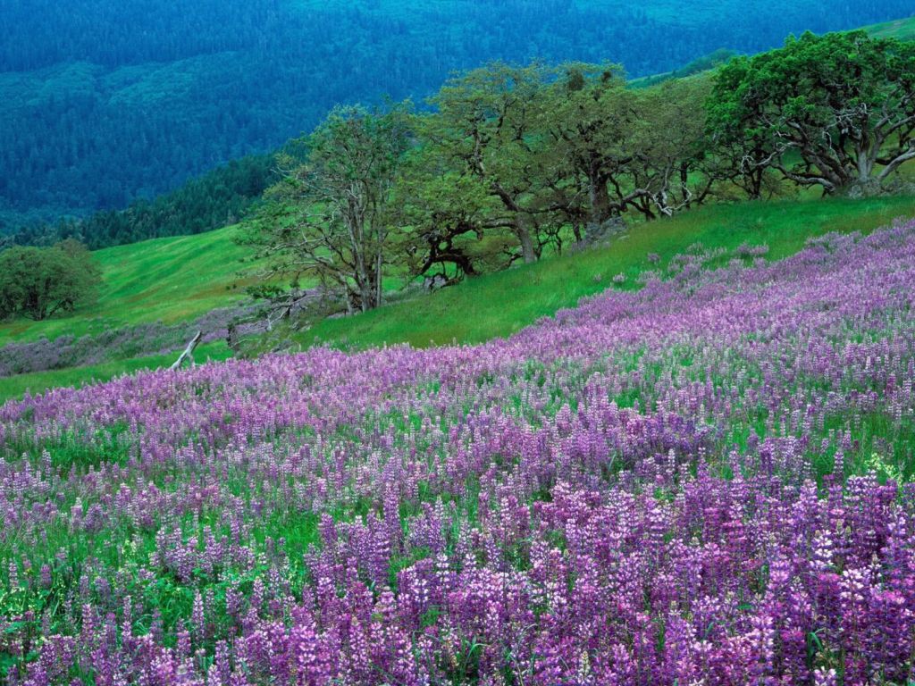Field of Purple Flowers wallpaper