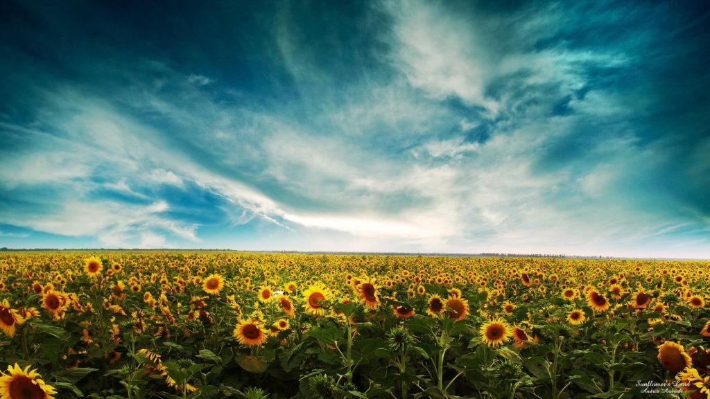 Field Of Sunflowers Wallpaper In 1024x576 Resolution