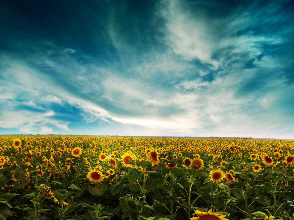 Field Of Sunflowers wallpaper