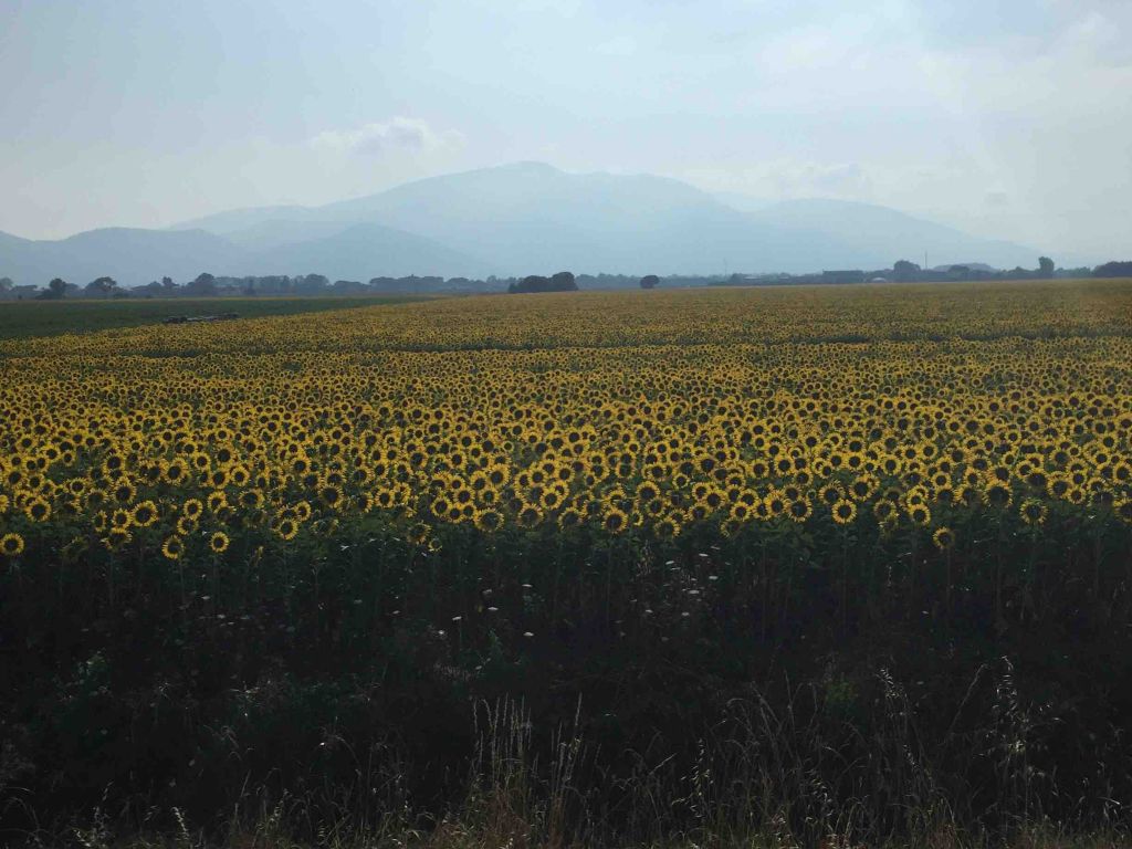 Field of Sunflowers Just Outside of Florence wallpaper