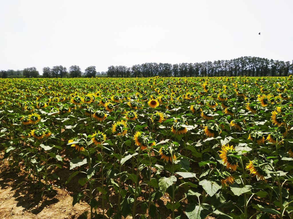 Field of Sunflowers wallpaper