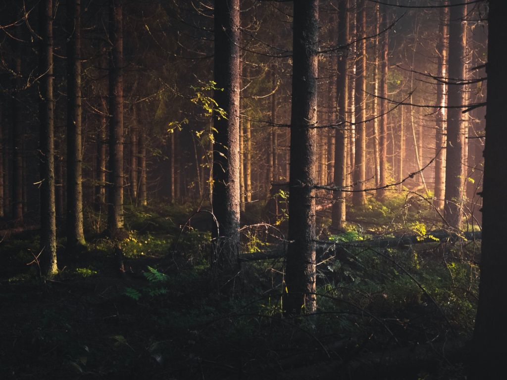 Free download The Dark Forest Destiny 2 [Live Wallpaper] 4K [1280x720] for  your Desktop, Mobile & Tablet | Explore 27+ Forest Wallpaper Dark | Dark  Forest Background, Dark Forest Wallpaper, Dark Forest Wallpapers