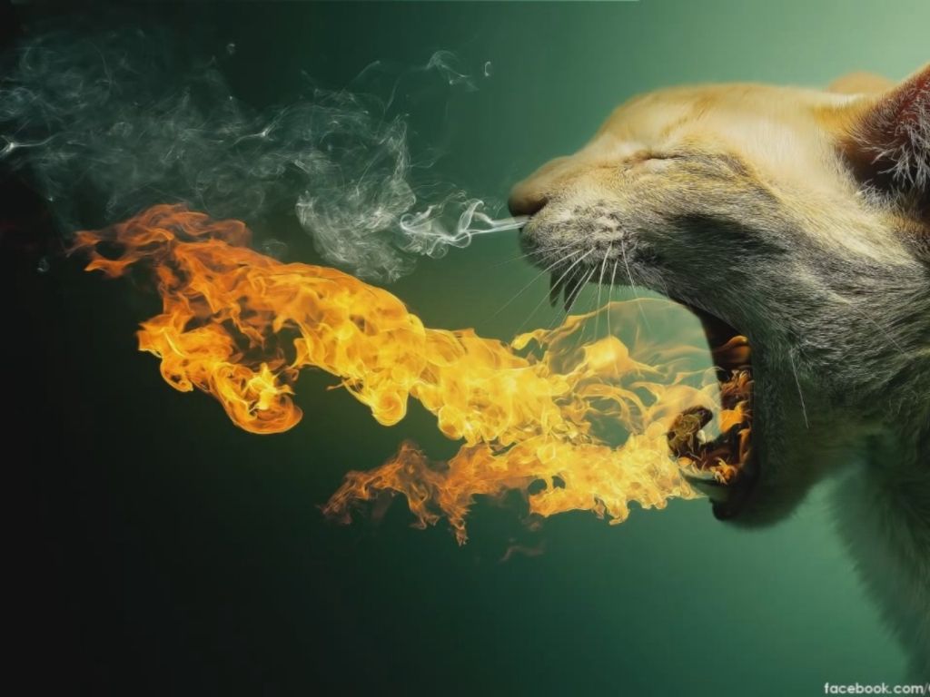 Fire Breathing Cat wallpaper