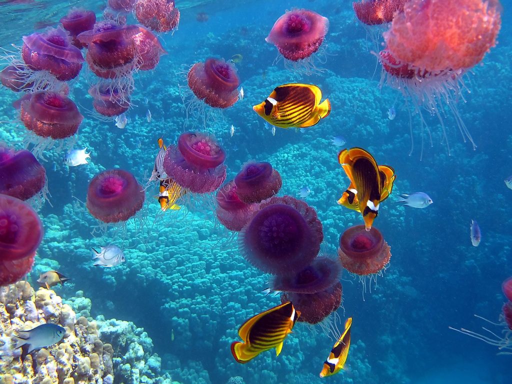 Fish Jellyfish Ocean Sea Underwater Coral wallpaper
