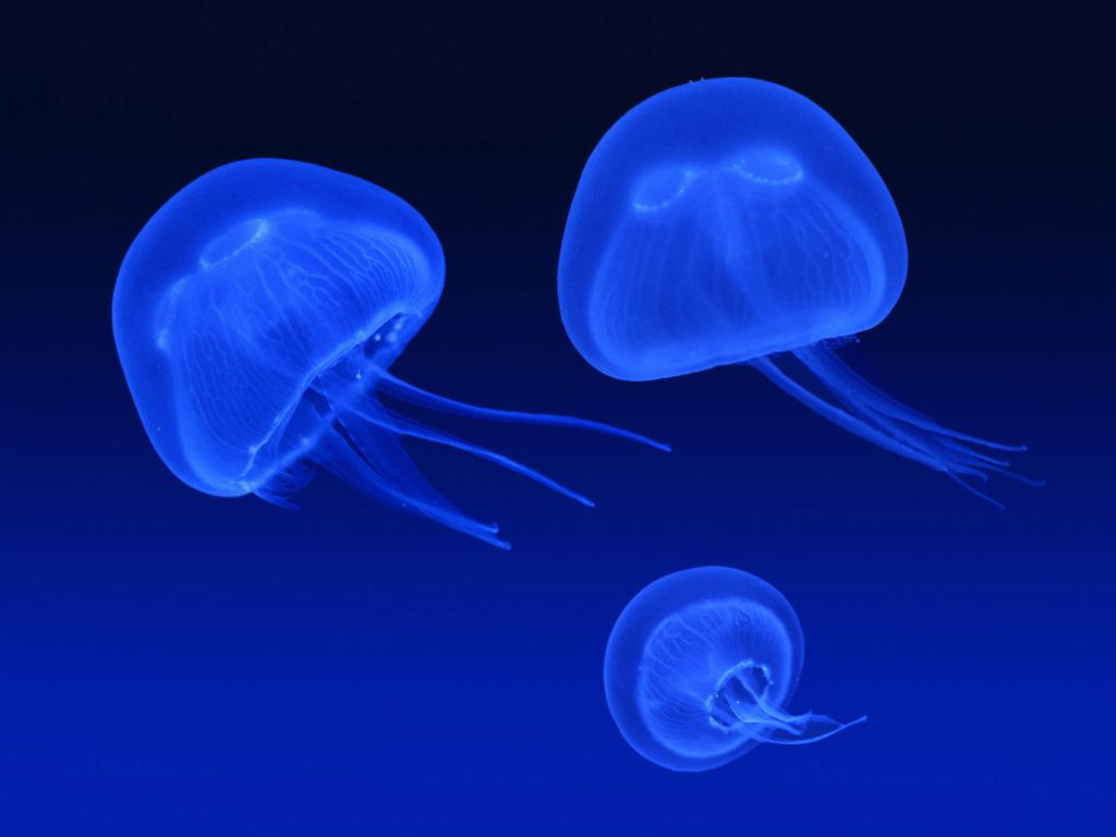 Floating Jellyfish wallpaper