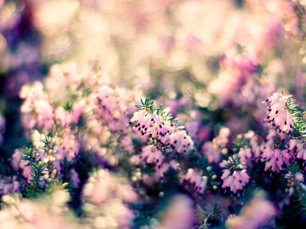 Purple Flowers Wallpaper 4K, Flower garden, Blossom, Bloom, #2676