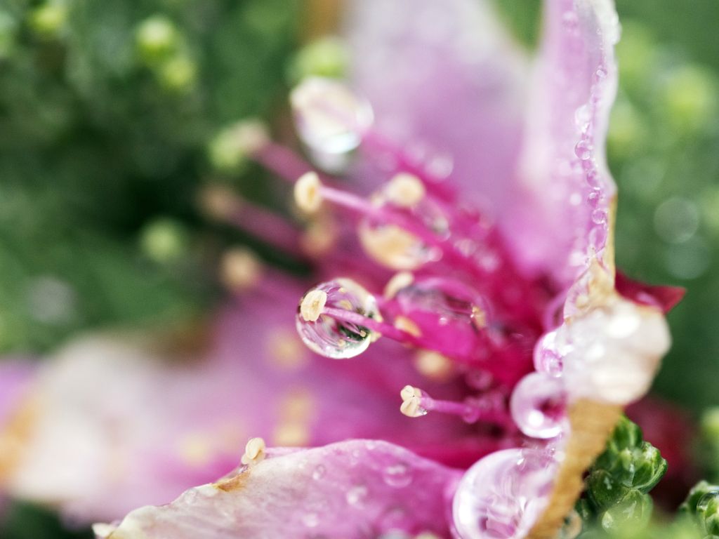 Flower Droplets wallpaper