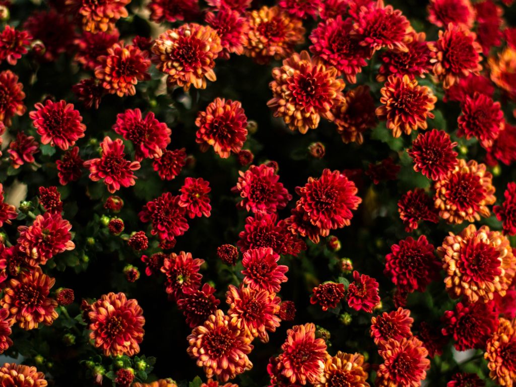 Flowers From My Porch wallpaper