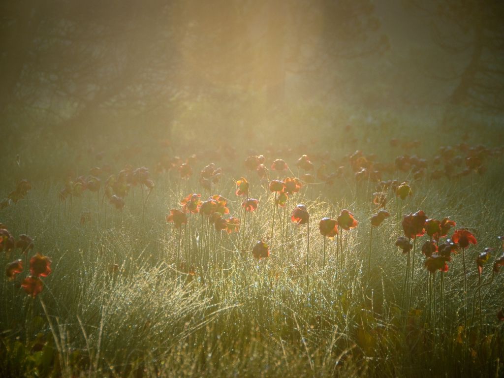 Flowers Grass Green Rays Red Spring Sunrise Yellow wallpaper