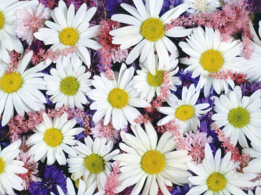 Flowers Pictures White Backgrounds Picture Share wallpaper