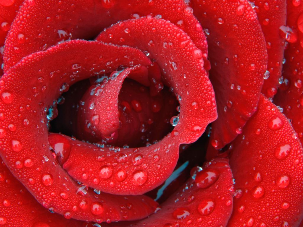 Flowers Red Rose wallpaper