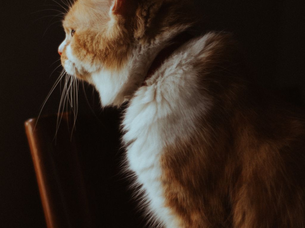 Fluffy Cat Standing on Wooden Chair in Dark Room wallpaper