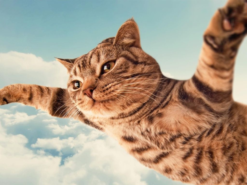Flying Cat wallpaper