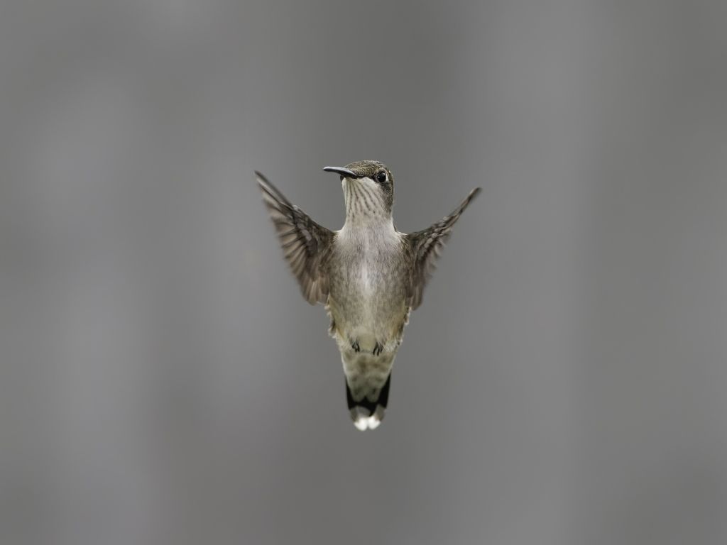 Flying Hummingbird 29792 wallpaper