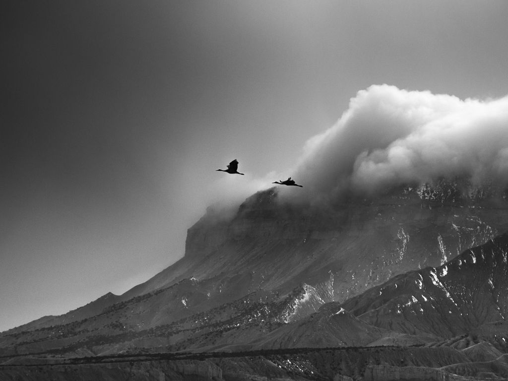 Fog on the Mountains and Blue Heron Silhouette wallpaper
